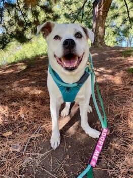 Rescue Pit Bull Terrier Dogs for Adoption in Salt Lake City, Utah - *Sylvester* | PetCurious
