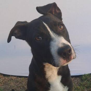 Rescue Terrier Dogs for Adoption in Caldwell, Texas - Apache | PetCurious