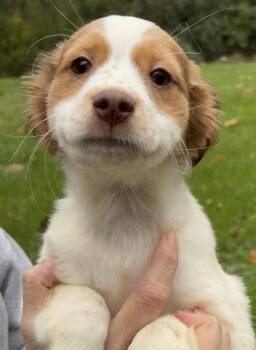 Quinn-Pending -  Spaniel and Australian Shepherd Dog for Adoption in Frederick, Maryland - Quinn-Pending | PetCurious