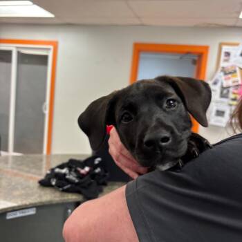 Scout -  Mixed Breed Dog for Adoption in Spokane, Washington - Scout | PetCurious