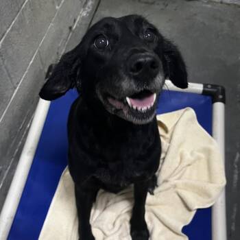 Berkleigh -  Mixed Breed Dog for Adoption in Summerville, South Carolina - Berkleigh | PetCurious