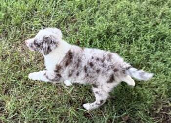 Stevie -  Poodle and Australian Shepherd Dog for Adoption in Wilkesboro, North Carolina - Stevie | PetCurious
