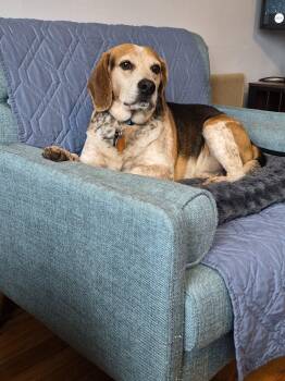 Beagle Dogs Available for Adoption in Hammond, Indiana - Festus | PetCurious