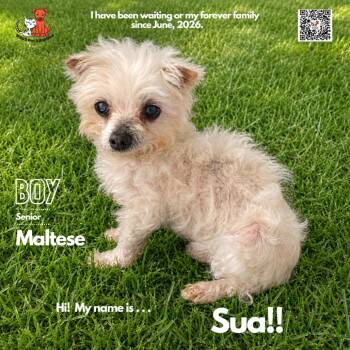Sua -  Maltese Dog for Adoption in Westminster, California - Sua | PetCurious