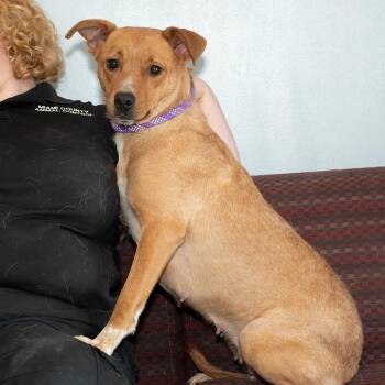 Mixed Breed Dogs Available for Adoption in Troy, Ohio - Pudge | PetCurious