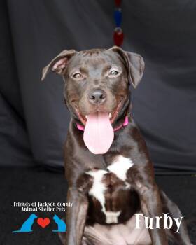 Furby -  Pit Bull Terrier and Labrador Retriever Dog for Adoption in Ocean Springs, Mississippi - Furby | PetCurious