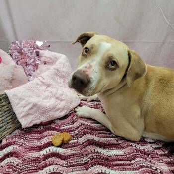 Pit Bull Terrier and Mixed Breed Dogs Available for Adoption - Brie | PetCurious