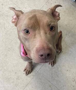 Mixed Breed Dogs Available for Adoption in West Chester, Pennsylvania - Lala | PetCurious