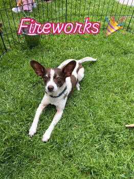 Rescue Rat Terrier and Smooth Fox Terrier Dogs for Adoption in Dana Point, California - Fireworks | PetCurious