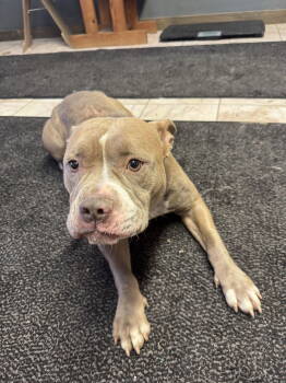 Rescue Pit Bull Terrier Dogs for Adoption in Leavenworth, Kansas - Sylvy | PetCurious