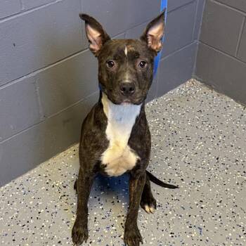 TUSC-Stray-84976 -  Pit Bull Terrier and Mixed Breed Dog for Adoption in Tuscaloosa, Alabama - TUSC-Stray-84976 | PetCurious