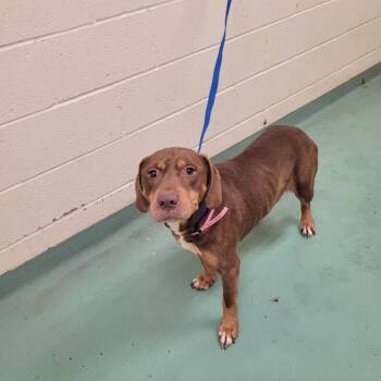 Michelle b -  Mixed Breed Dog for Adoption in Memphis, Tennessee - Michelle B | PetCurious