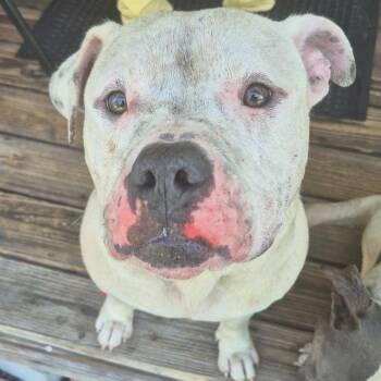 06/13/2026-Stray-DunbarAvenue-2 -  Mixed Breed Dog for Adoption in Columbus, Georgia - 06/13/2026-Stray-DunbarAvenue-2 | PetCurious