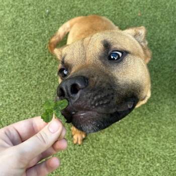 Pit Bull Terrier Dogs Available for Adoption in Greensboro, North Carolina - Manny | PetCurious