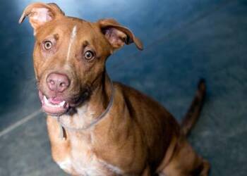 Carter -  Pit Bull Terrier and Mixed Breed Dog for Adoption in Kansas City, Missouri - Carter | PetCurious