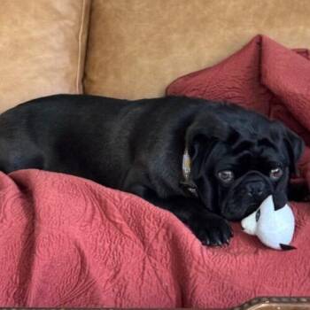 Pug Dogs Available for Adoption in Seattle, Washington - Chubbs | PetCurious