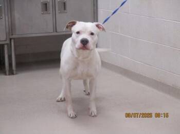 (30) -  Pit Bull Terrier Dog for Adoption in Marietta, Georgia - (30) | PetCurious
