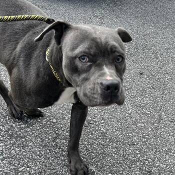 Beyonce -  Pit Bull Terrier Dog for Adoption in Newport, North Carolina - Beyonce | PetCurious