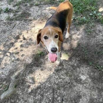 Rescue Hound Dogs for Adoption in Saluda, Virginia - Annie | PetCurious