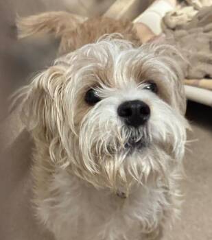 Terrier Dogs Available for Adoption in Dublin, California - Momo | PetCurious