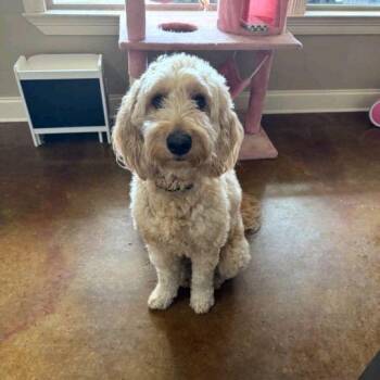 Honey -  Standard Poodle Dog for Adoption in Baton Rouge, Louisiana - Honey | PetCurious