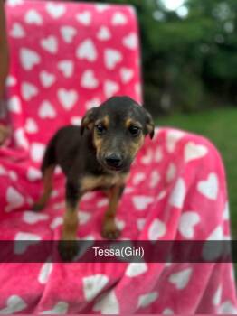 Tessa -  Labrador Retriever Dog for Adoption in Merrillville, Indiana - Tessa | PetCurious