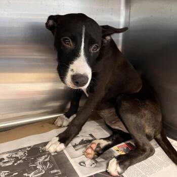 AK1044 Harley -  Mixed Breed Dog for Adoption in Port Washington, New York - AK1044 Harley | PetCurious