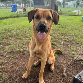 Dozer -  Mixed Breed Dog for Adoption in Myrtle Beach, South Carolina - Dozer | PetCurious