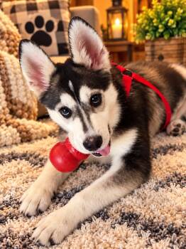Ellie -  Husky Dog for Adoption in Sumter, South Carolina - Ellie | PetCurious