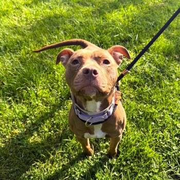 Rescue Mixed Breed Dogs for Adoption in Brookhaven, New York - Mila | PetCurious