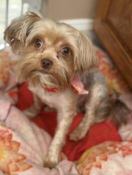 Rescue Yorkshire Terrier and Shih Tzu Dogs for Adoption in Yadkinville, North Carolina - Piper | PetCurious
