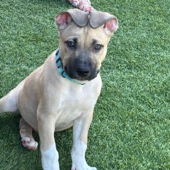 Tucker -  Black Mouth Cur Dog for Adoption in Williston, Vermont - Tucker | PetCurious