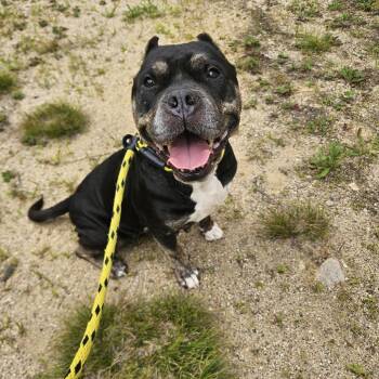 Dahlia -  Pit Bull Terrier Dog for Adoption in Conway, New Hampshire - Dahlia | PetCurious