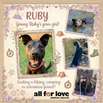 RUBY. Happy, playful, dog and kid friendly -  Pit Bull Terrier Dog for Adoption in San Marcos, California - RUBY. Happy, Playful, Dog And Kid Friendly | PetCurious
