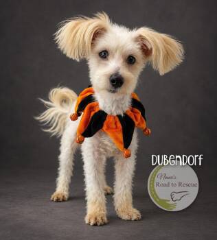 Dubendorf -  Maltese Dog for Adoption in Benton, Louisiana - Dubendorf | PetCurious