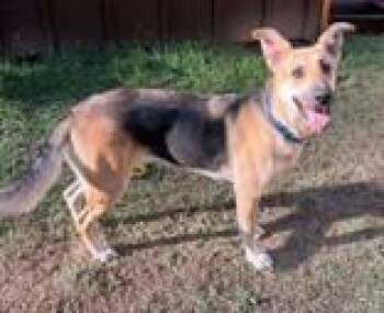 Rescue German Shepherd Dog Dogs for Adoption in Blue Ridge, Georgia - Abbey/Lucy | PetCurious