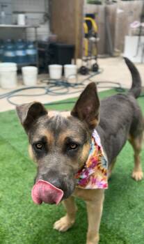 Rescue German Shepherd Dog Dogs for Adoption in Houston, Texas - Atticus | PetCurious