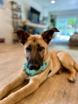 Shepherd and Mixed Breed Dogs Available for Adoption - Wally | PetCurious