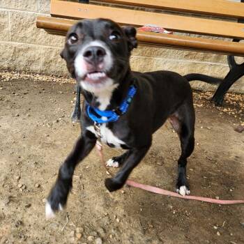 Holy Mackerel -  Mixed Breed Dog for Adoption in Philadelphia, Pennsylvania - Holy Mackerel | PetCurious