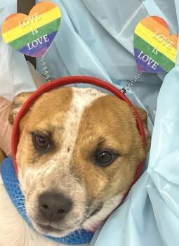 Maple -  Mixed Breed Dog for Adoption in Morristown, New Jersey - Maple | PetCurious