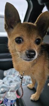 Ella -  Chihuahua Dog for Adoption in Dale City, Virginia - Ella | PetCurious