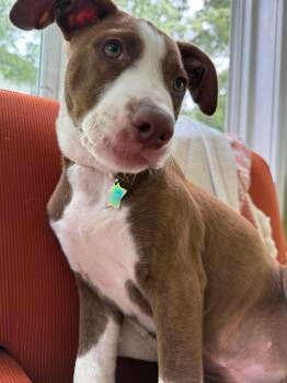 Rescue Labrador Retriever and Pit Bull Terrier Dogs for Adoption in Brockport, New York - Ginger | PetCurious
