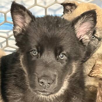Nacho -  German Shepherd Dog and Husky Dog for Adoption - Nacho | PetCurious