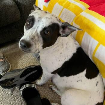 Mixed Breed Dogs Available for Adoption in Fulton, Missouri - Trudy | PetCurious