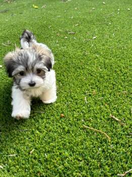 Monkey -  Maltese Dog for Adoption in Houston, Texas - Monkey | PetCurious