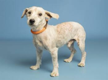 Maltese and Cairn Terrier Dogs Available for Adoption in Phoenix, Arizona - ABEL | PetCurious