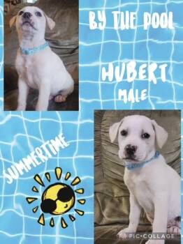 Hound Dogs Available for Adoption in Manchester, Connecticut - Hubert | PetCurious