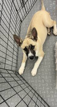 Zeke -  Husky Dog for Adoption in Mobile, Alabama - Zeke | PetCurious