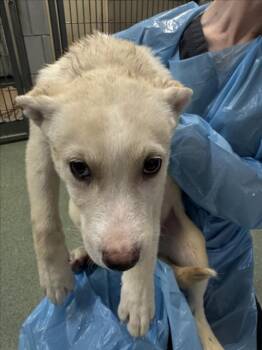 Mixed Breed Dogs Available for Adoption in Santa Fe, New Mexico - LIAM | PetCurious