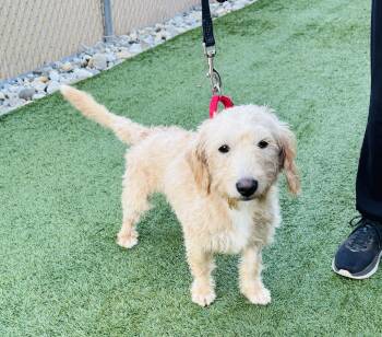 Meet DONALD - In Foster Care - 2 yr old doodle mix- FIXED, UTD o -  Poodle and Terrier Dog for Adoption in Clifton, New Jersey - Meet DONALD - In Foster Care - 2 Yr Old Doodle Mix- FIXED, UTD O | PetCurious